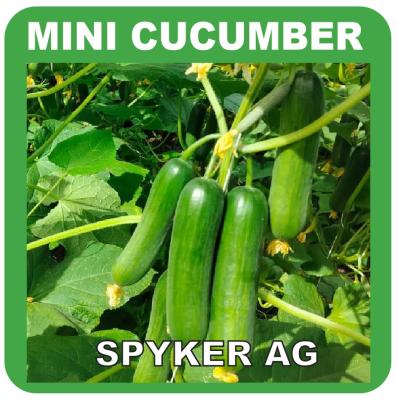 Spkyer - Mini Cucumber